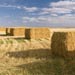 Our Fields