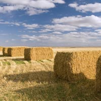 Our Fields