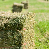 Alfalfa Bales