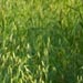 Orchard Grass Bales