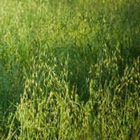 Orchard Grass Bales