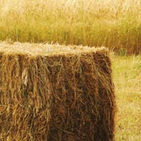 Straw Bales